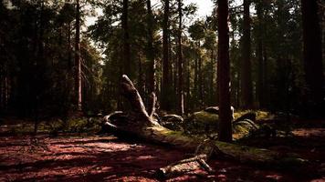 vieille forêt mariposa grove dans le parc national de yosemite en californie video