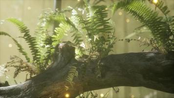 horizontally bending tree trunk with ferns growing, and sunlight shining video