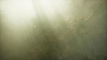 Drone breaking through the fog to show redwood and pine tree video