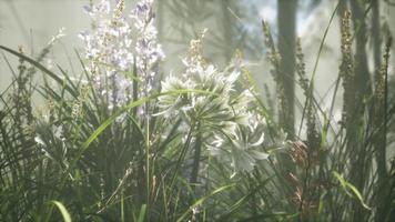 champ de fleurs d'herbe avec lumière douce du soleil pour le fond. video