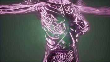 cuerpo humano con vasos sanguíneos brillantes video