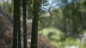 groene bamboe bomen bos achtergrond video