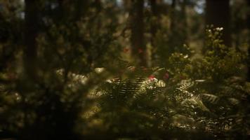 la luz del sol temprano en la mañana en las secuoyas de mariposa grove video