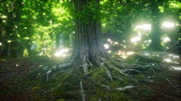 forêt pittoresque d'arbres à feuilles caduques vertes fraîches encadrées de feuilles video