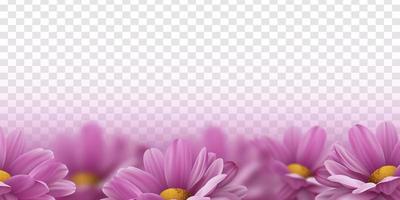 Realistic pink 3d chrysanthemum flowers. Vector illustration