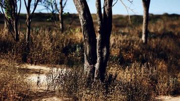 trees on patch of grass with among pine trees in the middle of the sand dunes video