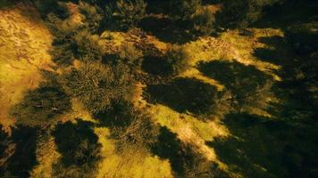 tropisk skog i morgon utsikt över höglandet Malaysia video