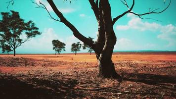 beautiful landscape with tree in Africa video