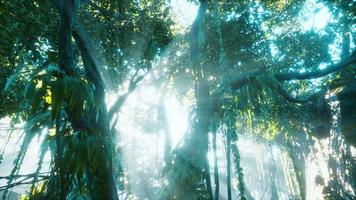 floresta tropical verde com raio de luz video