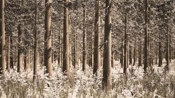 paisaje nieve árboles bosque denso en invierno video