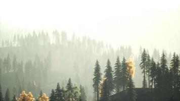 Sunlight in spruce forest in the fog on the background of mountains at sunset video