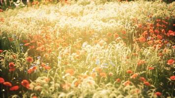 vilda fält blommor vid sommarens solnedgång video