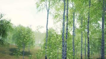 white birch trees in the forest in summer video