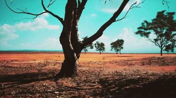 Acacia dans les plaines de savane de l'Afrique de l'Est Botswana video