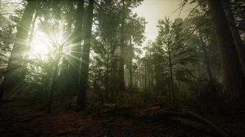 Redwood Forest Foggy Sunset Scenery video