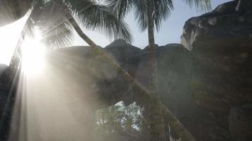 Big Palms in Stone Cave with Rays of Sunlight video