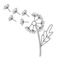 Dandelion on white background. Botany vector illustration