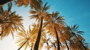 view of the palm trees passing by under blue skies video