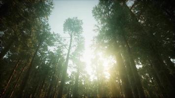 Redwood Forest Foggy Sunset Scenery video