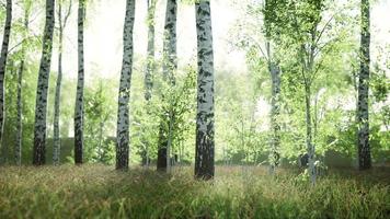 white birch trees in the forest in summer video