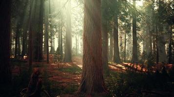 sequoias gigantes no bosque da floresta gigante no parque nacional das sequoias video