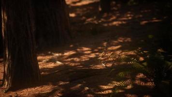sol da manhã nas sequoias do bosque de mariposa video