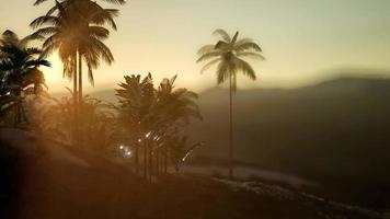 View of the Palm Trees in Fog video