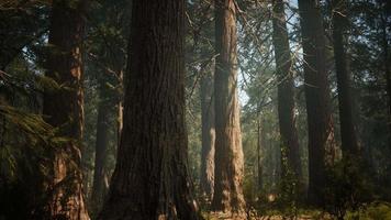 Sunset on the Giant Forest, Sequoia National Park, California video