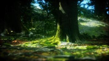 raíces de árboles y sol en un bosque verde video