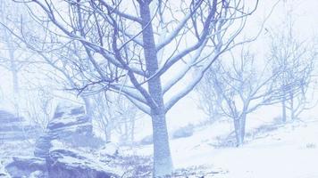 forêt de feuillus d'hiver un matin brumeux video