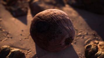 brun kokosnöt på strandsanden video