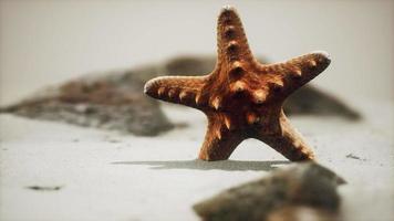 estrela do mar vermelha na praia do oceano com areia dourada video