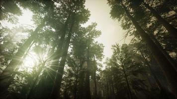 Redwood Forest Foggy Sunset Scenery video