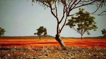 torr afrikansk savann med träd video