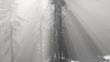 Misty Fog in Pine Forest on Mountain Slopes video