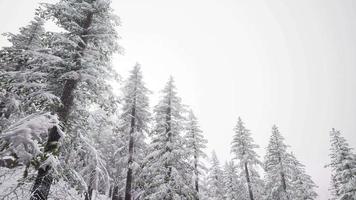 volo sopra la foresta invernale video