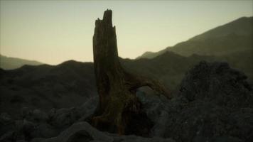 dode dennenboom bij granieten rots bij zonsondergang video