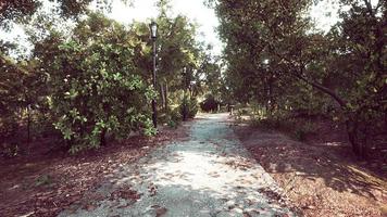 sentiero vuoto nel parco in estate video
