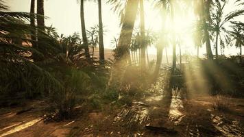 Palm Trees in the Sahara Desert video