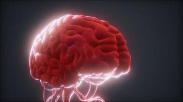 modelo animado del cerebro humano video