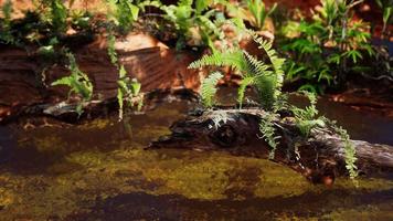 tropische gouden vijver met rotsen en groene planten video