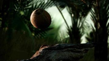 8k extrema câmera lenta caindo coco na selva