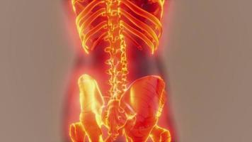 système squelettique humain dans un corps transparent video