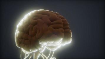 animiertes Modell des menschlichen Gehirns video
