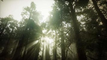 Redwood Forest Foggy Sunset Scenery video