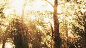 rayons de soleil dans une forêt brumeuse en automne video