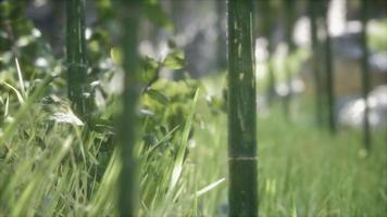 Green Bamboo trees forest background video