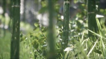 Green Bamboo trees forest background video