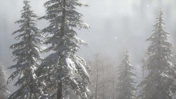 brouillard brumeux dans la forêt de pins sur les pentes des montagnes video