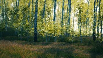 summer july view of birch grove in sunlight video